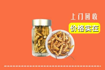 阿坝红原县回收散虫草